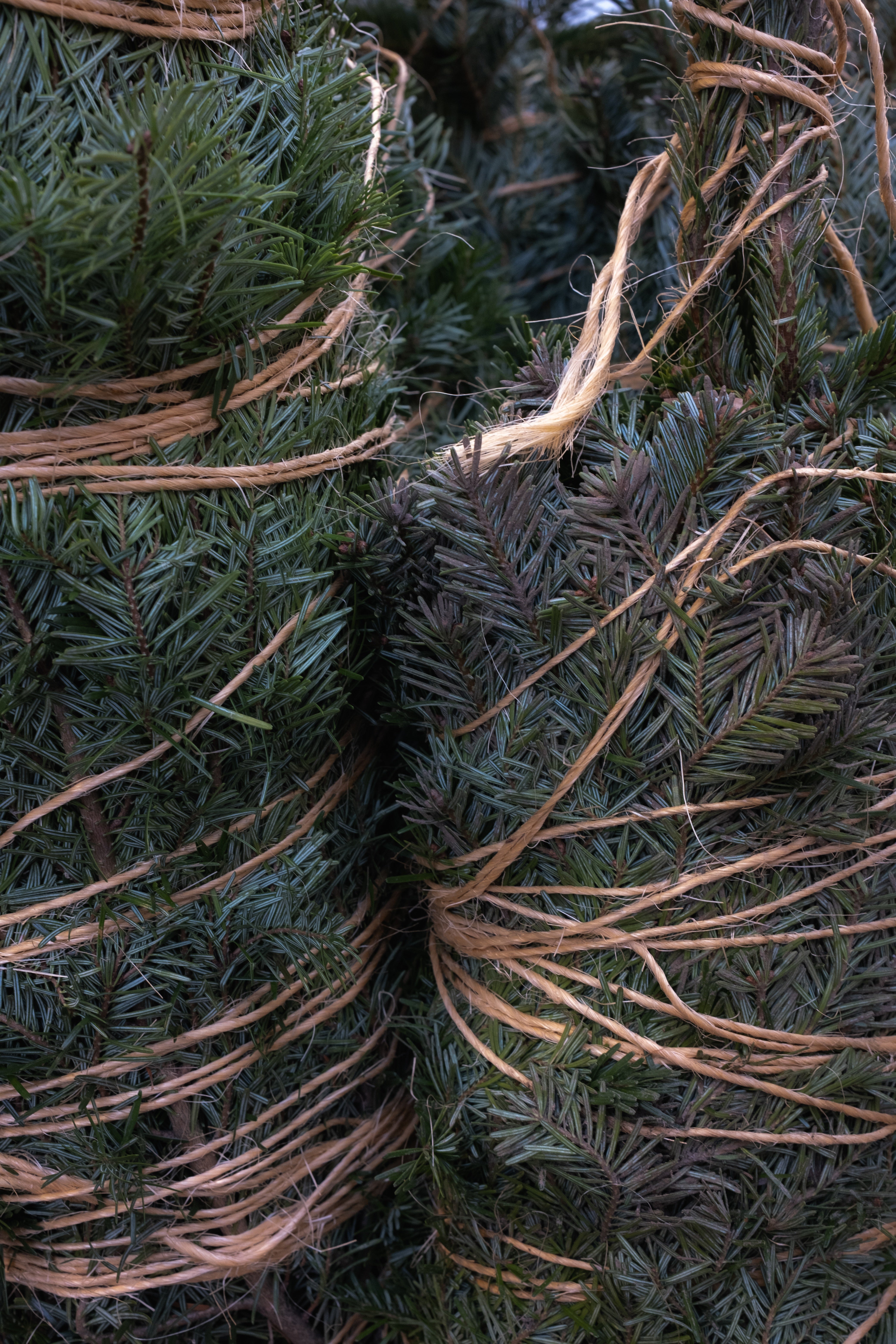 Harbert Tree Harvest Tree – Fallen Tree Candle Co.